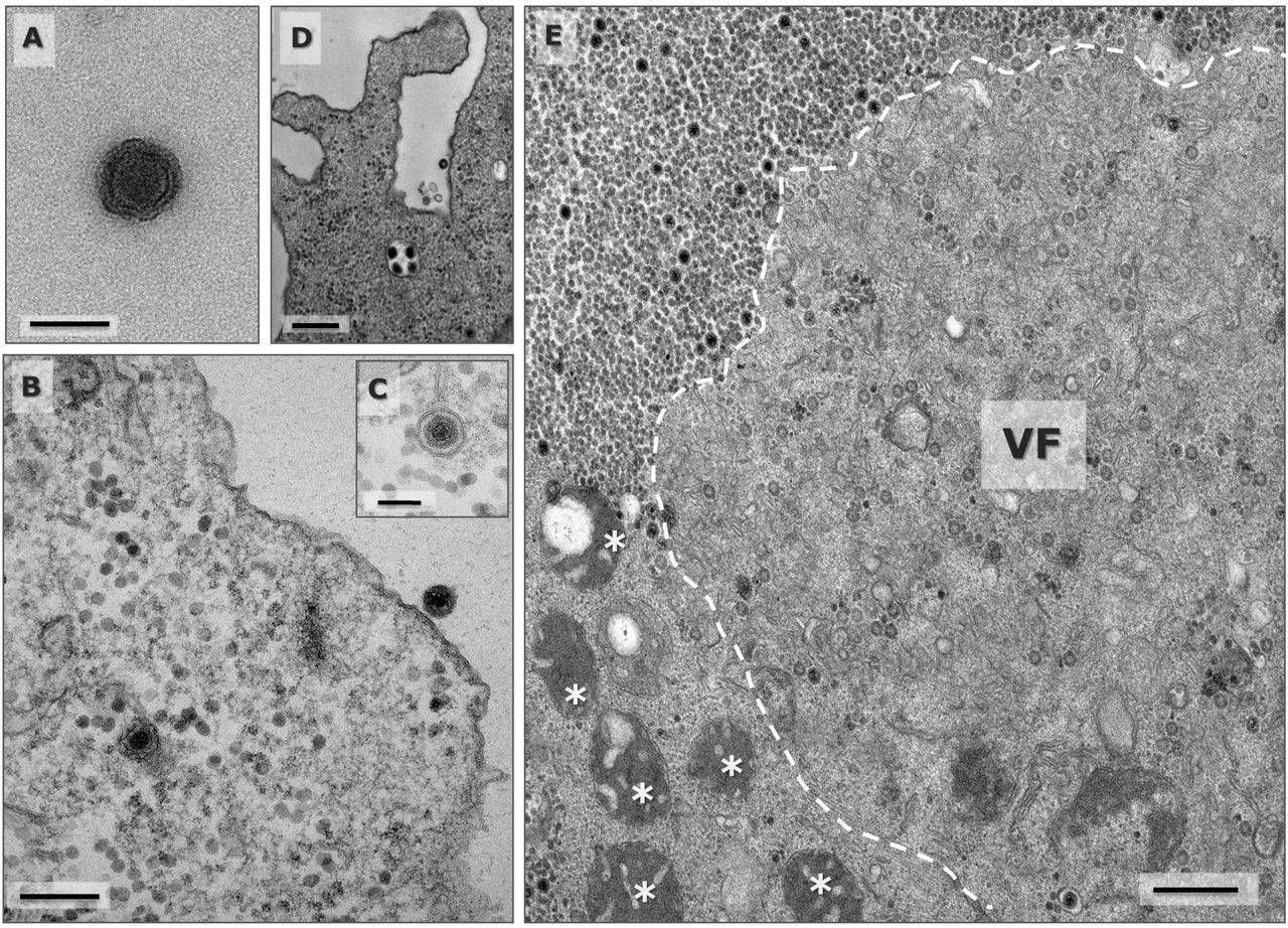 Vírus misterioso é descoberto por cientistas em Minas Gerais